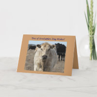 Graduation Wishes - Cute White Cow - Ranch or Farm