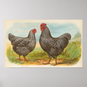 Graham - Barred Plymouth Rocks Chickens Folio Poster