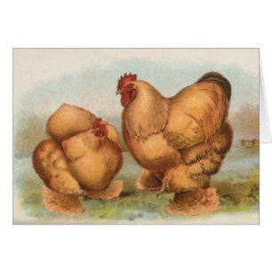 Graham - Buff Cochin Chickens