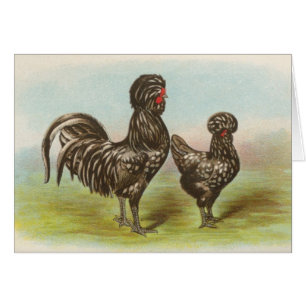 Graham - Houdan Chickens