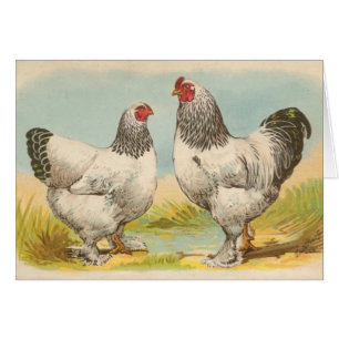 Graham - Light Brahma Chickens