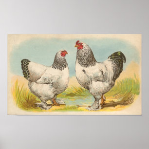 Graham - Light Brahma Chickens Portfolio Poster