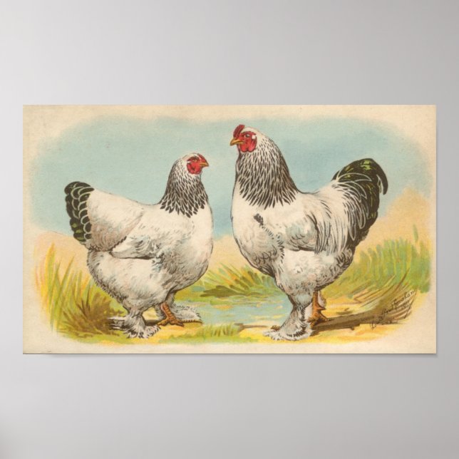 Graham - Light Brahma Chickens Portfolio Poster (Front)