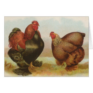 Graham - Partridge Cochin Chickens