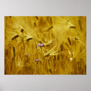 grain flower poster
