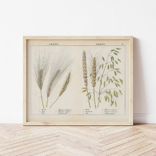 Grains   Charlotte Mary Yonge Poster
