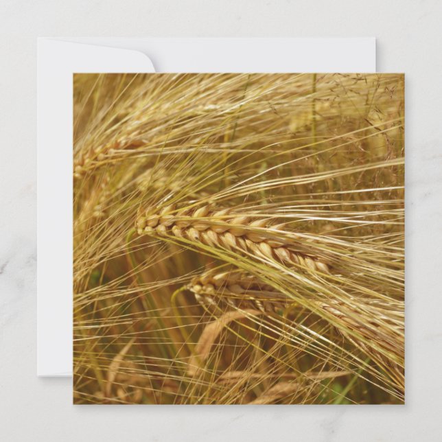 Grains of wheat in the field.  It’s Harvest Time!  (Front)
