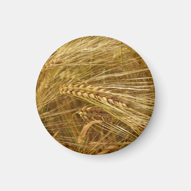 Grains of wheat in the field.  It’s Harvest Time!  Magnet (Front)