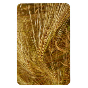 Grains of wheat in the field.  It’s Harvest Time!  Magnet