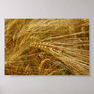 Grains of wheat in the field. It’s Harvest Time! Poster