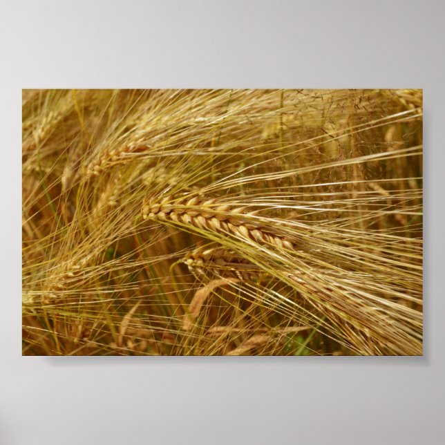 Grains of wheat in the field.  It’s Harvest Time!  Poster (Front)