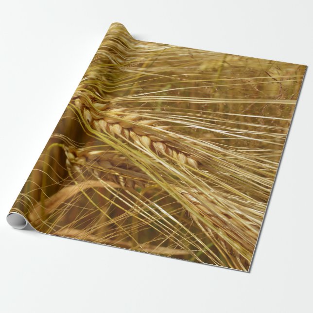 Grains of wheat in the field.  It’s Harvest Time!  Wrapping Paper (Unrolled)