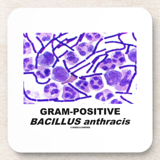Gram-Positive Bacillus anthracis (Bacteria) Coaster (Front)