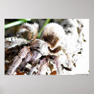 Grammostola rosea poster