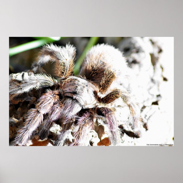 Grammostola rosea poster (Front)