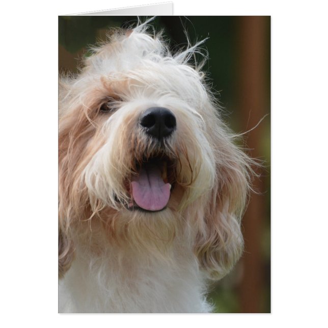 Grand Basset Dog (Front)