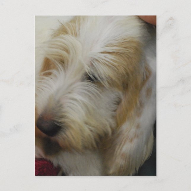 Grand Basset Dog Postcard (Front)