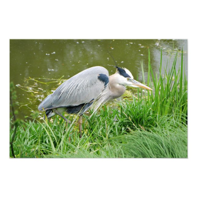 Grand Blue Heron Photo Print (Front)