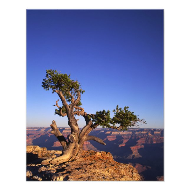 Grand Canyon, Arizona, USA Photo Print (Front)
