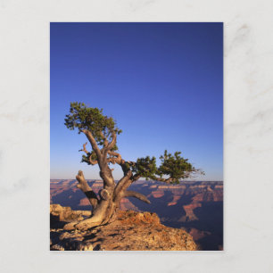 Grand Canyon, Arizona, USA Postcard