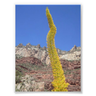Grand Canyon Century Plant Photo