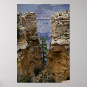 Grand Canyon Hidden Tree 4822 Print