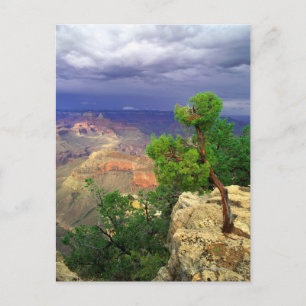 Grand Canyon National Park, Arizona, United 3 Postcard