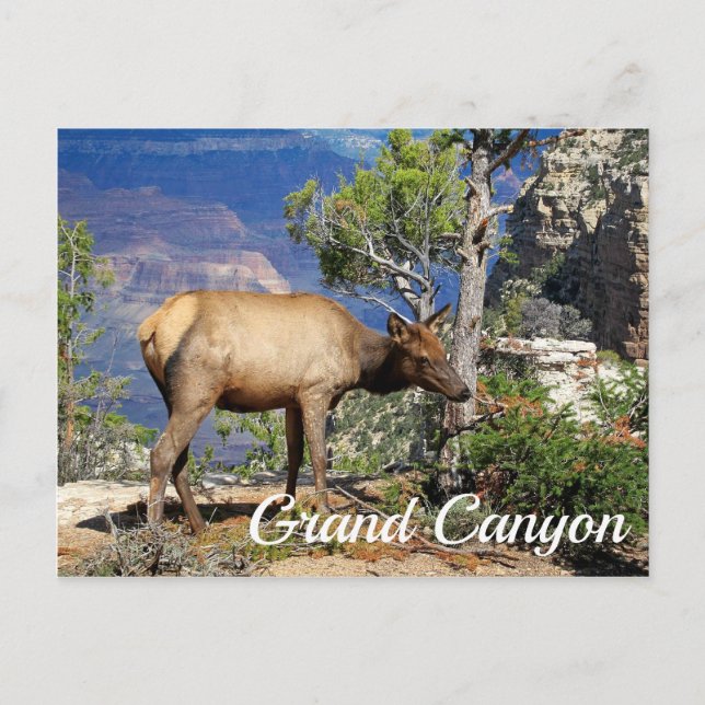 Grand Canyon National Park Arizona United States Postcard (Front)