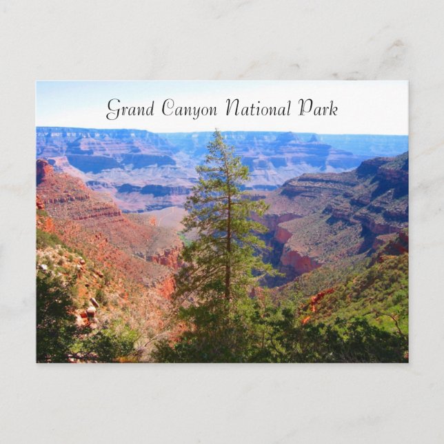 grand canyon tree postcard (Front)