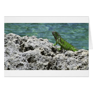 Grand Cayman Islands Green Iguana