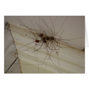 grand daddy long legs spider gifts