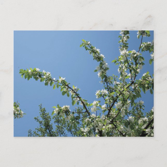 Grand Hotel, Mackinac Island, Mich. Postcard (Front)