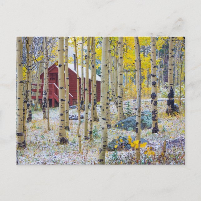 Grand Mesa Solitary cabin in a forest Postcard (Front)