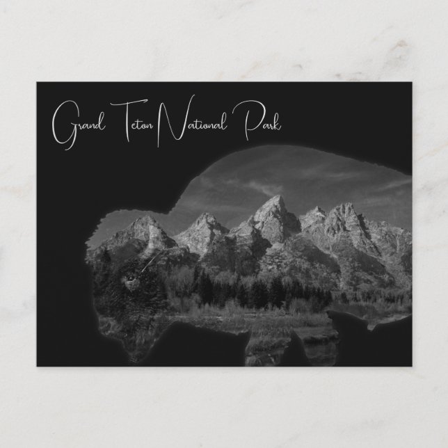 Grand Teton Bison Double Exposure Postcard (Front)