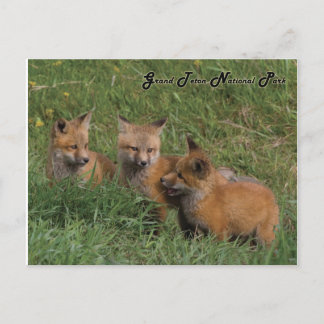 Grand Teton National Park Fox Kits Postcard