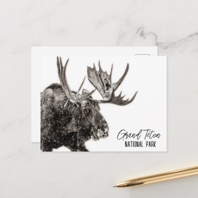 Grand Teton National Park Moose Postcard (Front/Back In Situ)