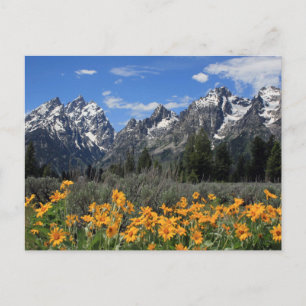 Grand Teton National Park Postcard