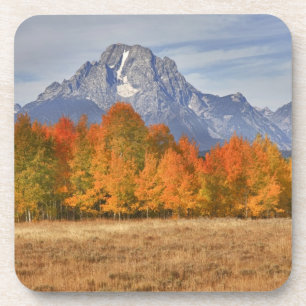 Grand Teton NP, Mount Moran and aspen trees Coaster