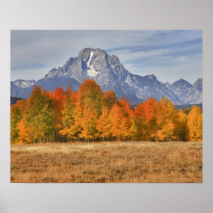 Grand Teton NP, Mount Moran and aspen trees Poster
