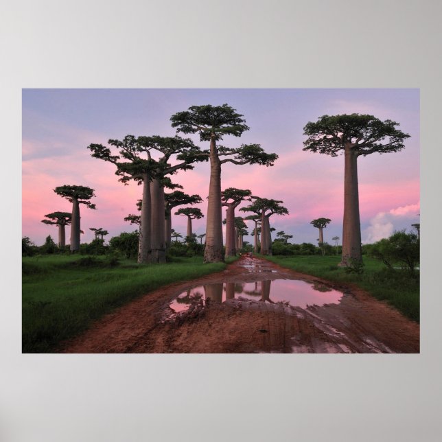 Grandidier Baobab Forest  Poster (Front)