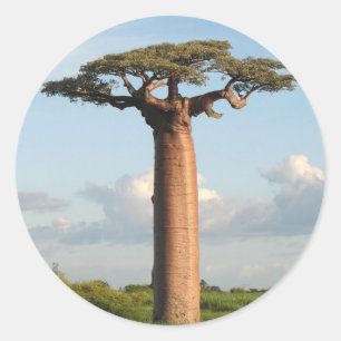 Grandidier's Baobab Madagascar Classic Round Sticker
