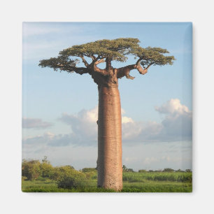 Grandidier's Baobab Madagascar Magnet