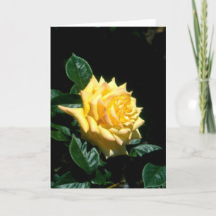 Grandpa Dickson hybrid tea rose Holiday Card
