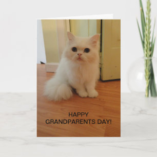 Grandparents Day, White Cat Card