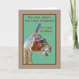 Grandson, Birthday, Laughing Llama Card