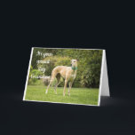 *GRANDSON'S BIRTHDAY* HOPE YOU ARE "HAPPY" CARD<br><div class="desc">THANKS FOR STOPPING BY ONE OF MY EIGHT STORES!</div>