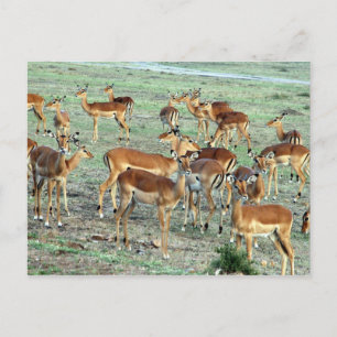grant gazelle herd postcard