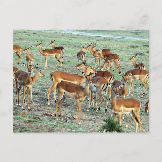 grant gazelle herd postcard (Front)