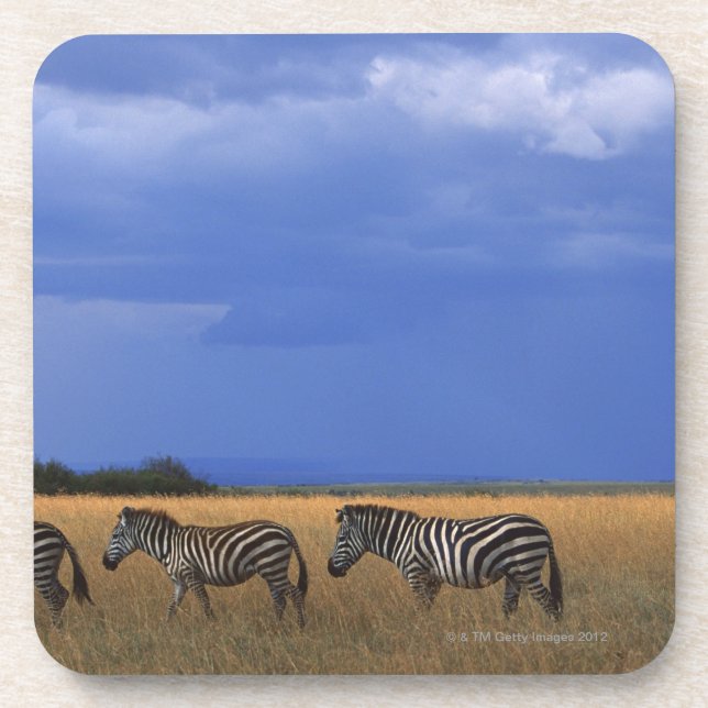 Grant Zebra 2 Coaster (Front)