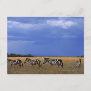 Grant Zebra 2 Postcard